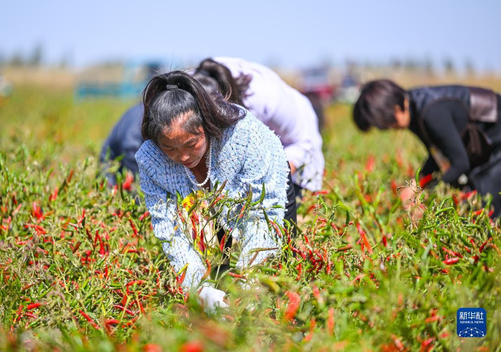 2018最新验证手机送白菜
